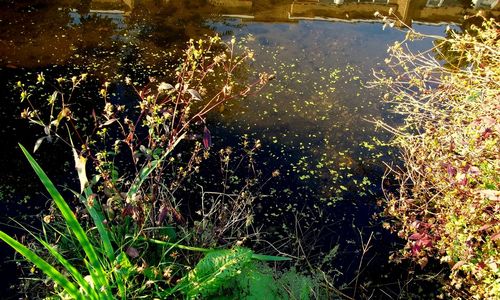 Plants growing in lake