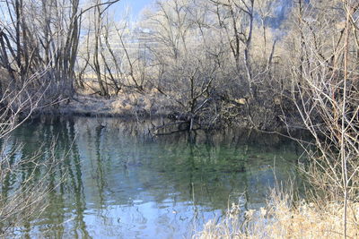 Reflection of bare trees in lake