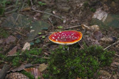 High angle view of fly agaric mushroom in forest