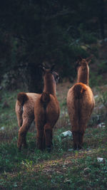 Llama standing on a forest