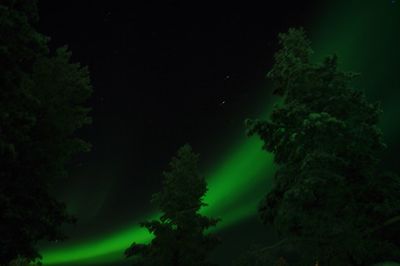 Low angle view of trees against sky at night