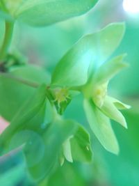 Close-up of flowers