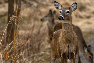 Portrait of deer standing on field