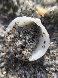 Close-up of plant