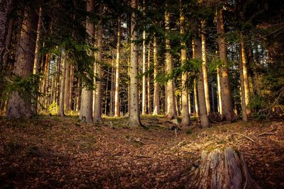 Late autumn forest in the evening light