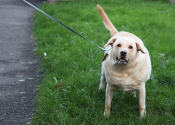 Portrait of dog standing on grass