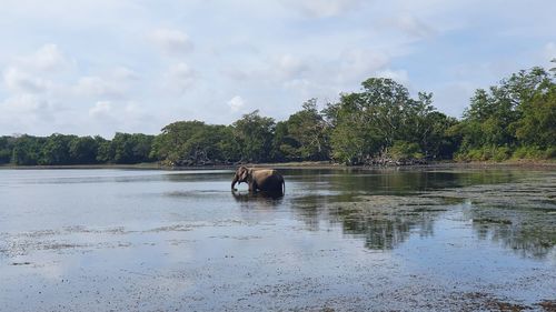 Horse in a lake