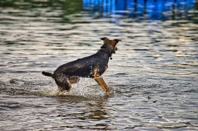 Side view of a dog in water