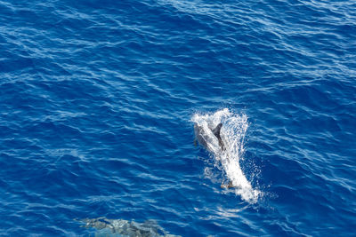 High angle view of whale swimming in sea