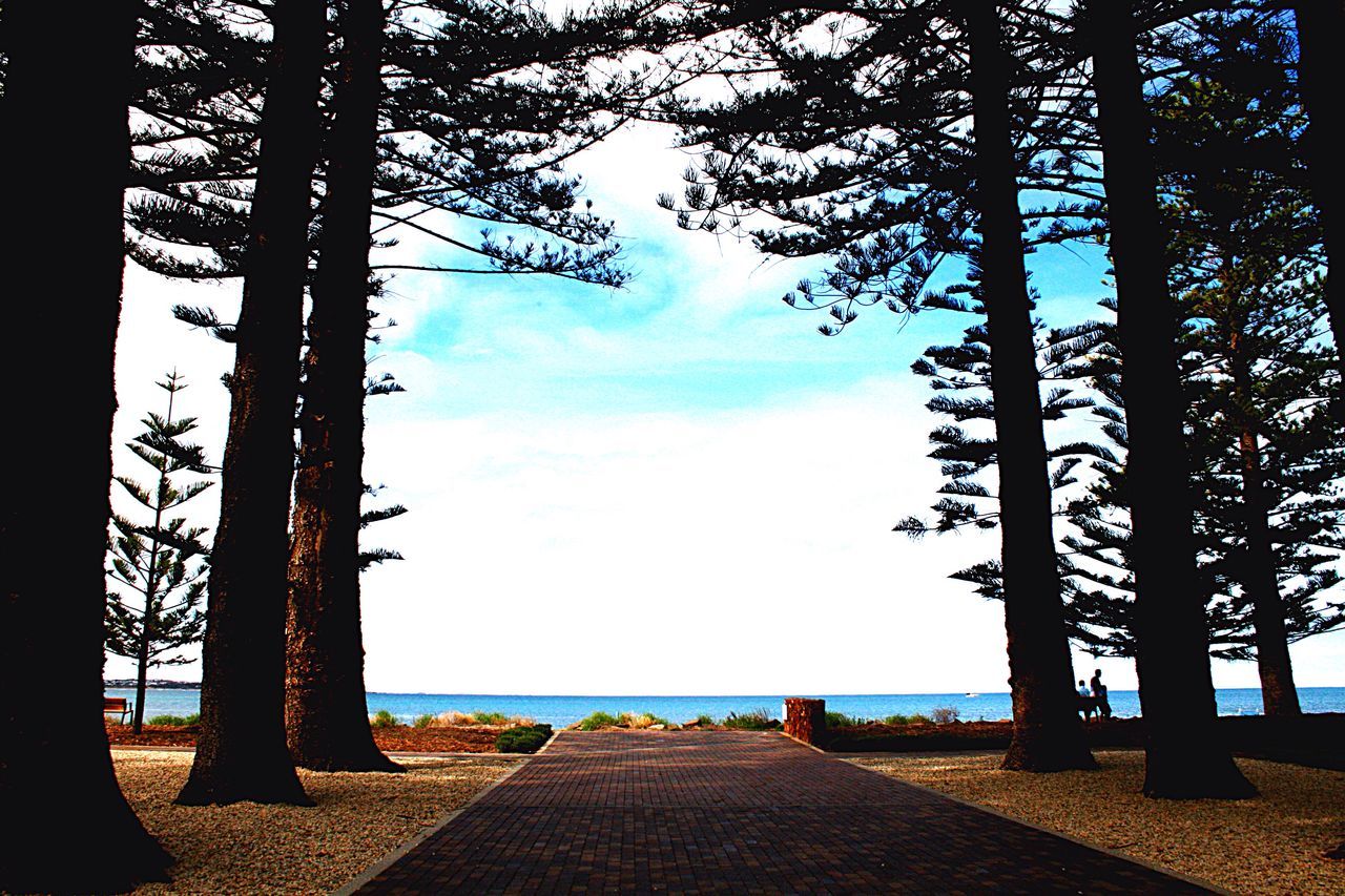 Pine trees ocean blue sky clouds pathway leading