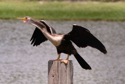 Bird perching on wooden post