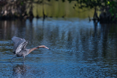 Bird in lake