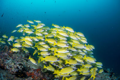 View of fish swimming in sea