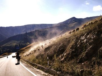 Man with cows on road against mountains