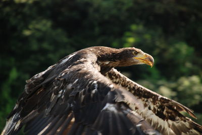 Close-up of eagle against blurred background