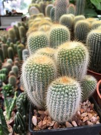 High angle view of potted cactus