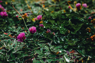 Close-up of pink flowering plant