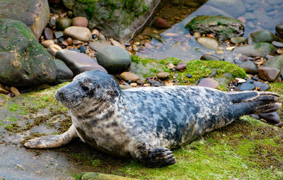 Close-up of a seal