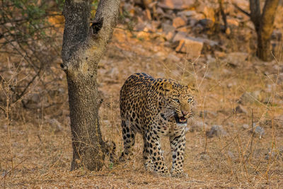 Full length of a cat