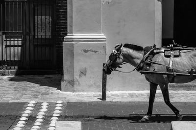 Horse carriage ride at santo domingo.