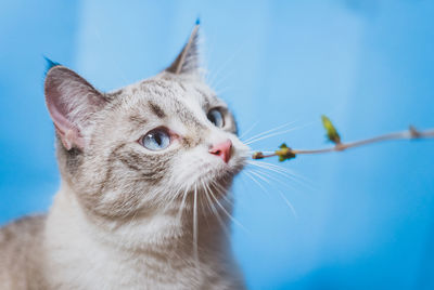 Close-up of cat against blue sky