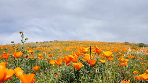 Close-up of yellow flowers growing on field against sky