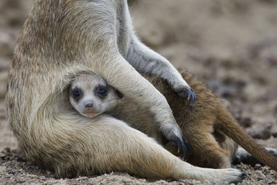 Close-up of monkey sitting outdoors