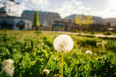 Close-up of dandelion flower in field