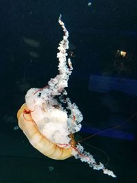 Close-up of jellyfish swimming in water