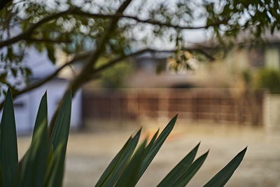 Close-up of plant against blurred background