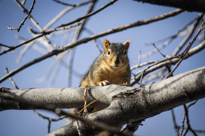 Squirrel on tree branch
