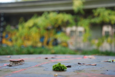 Close-up of plants growing on an old table