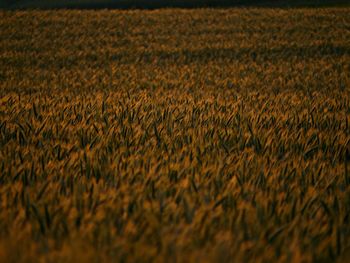 Full frame shot of crops on field
