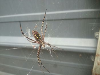 Close-up of spider on web