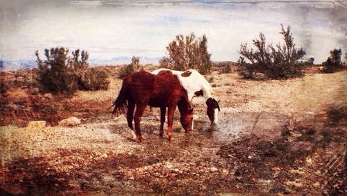 Horse on field