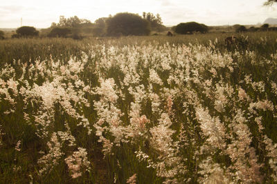 Flowers growing in field