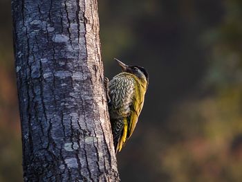 Close-up of bird perching on tree trunk