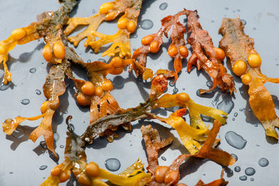 Brown seaweed algae on grey background close-up.