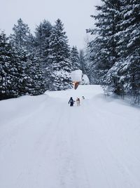 Rear view of woman walking on snow covered land with dogs