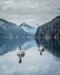 High angle view of swans swimming on lake