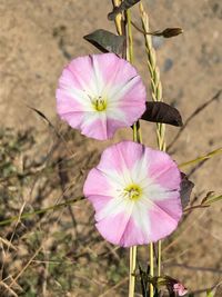 Close-up of pink flower