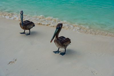 Bird perching on beach