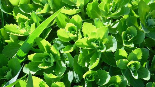 Full frame shot of fresh green plants
