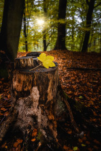 Close-up of mushroom growing on tree stump in forest