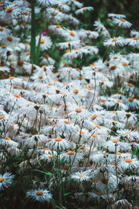 Close-up of flowers growing on plant