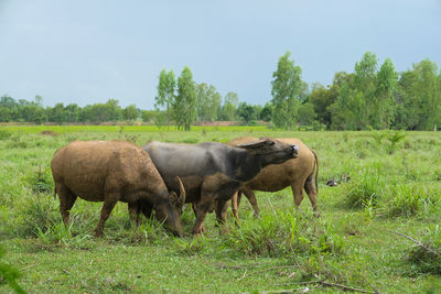 Water buffalo grazing in a field