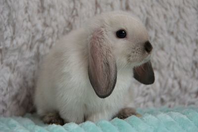 Close-up of a rabbit