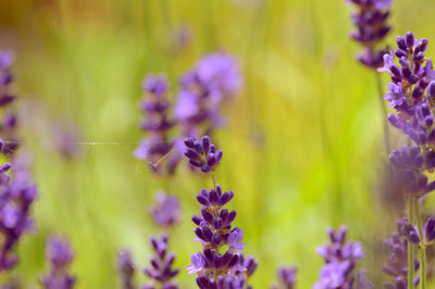 Close-up of purple flowering plants