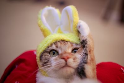 Close-up portrait of a cat