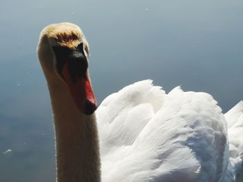 Close-up of swan swimming in lake